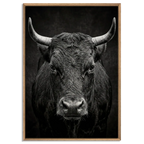 Fury of an Hérens cow in a natural oak floater frame, showcasing powerful alpine wall art with intense gaze and broad horns.