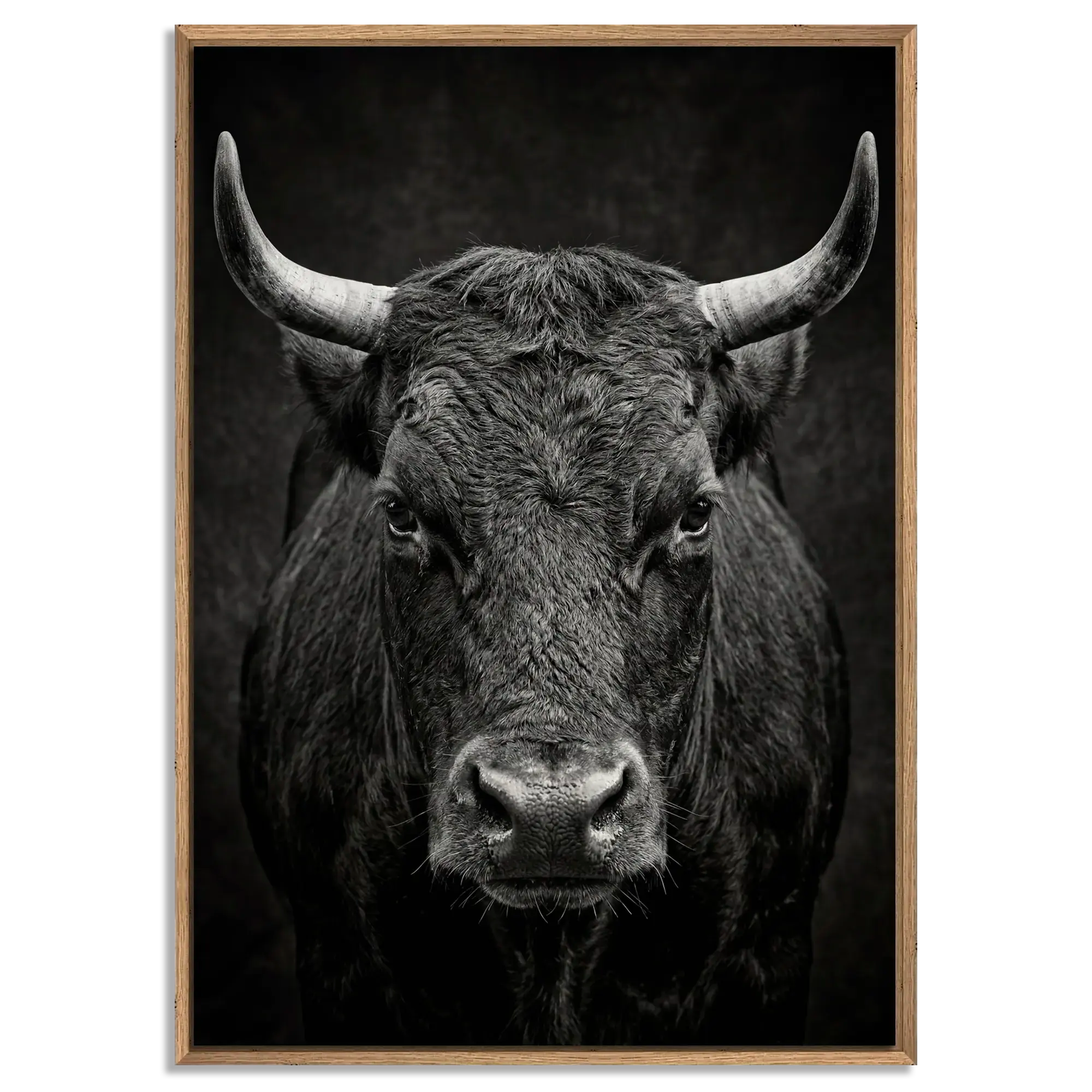Fury of an Hérens cow in a natural oak floater frame, showcasing powerful alpine wall art with intense gaze and broad horns.