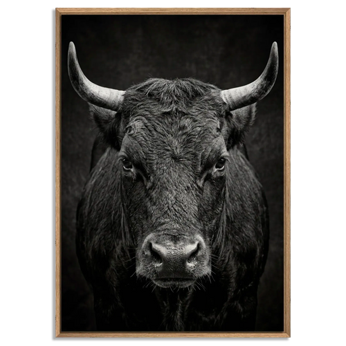 Fury of an Hérens cow in a natural oak floater frame, showcasing powerful alpine wall art with intense gaze and broad horns.