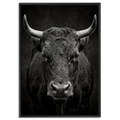 Fury of an Hérens cow in black floater frame, showcasing Alpine Wall Art with raw power and fierce intensity.