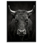 Fury of an Hérens cow in black floater frame, showcasing Alpine Wall Art with raw power and fierce intensity.