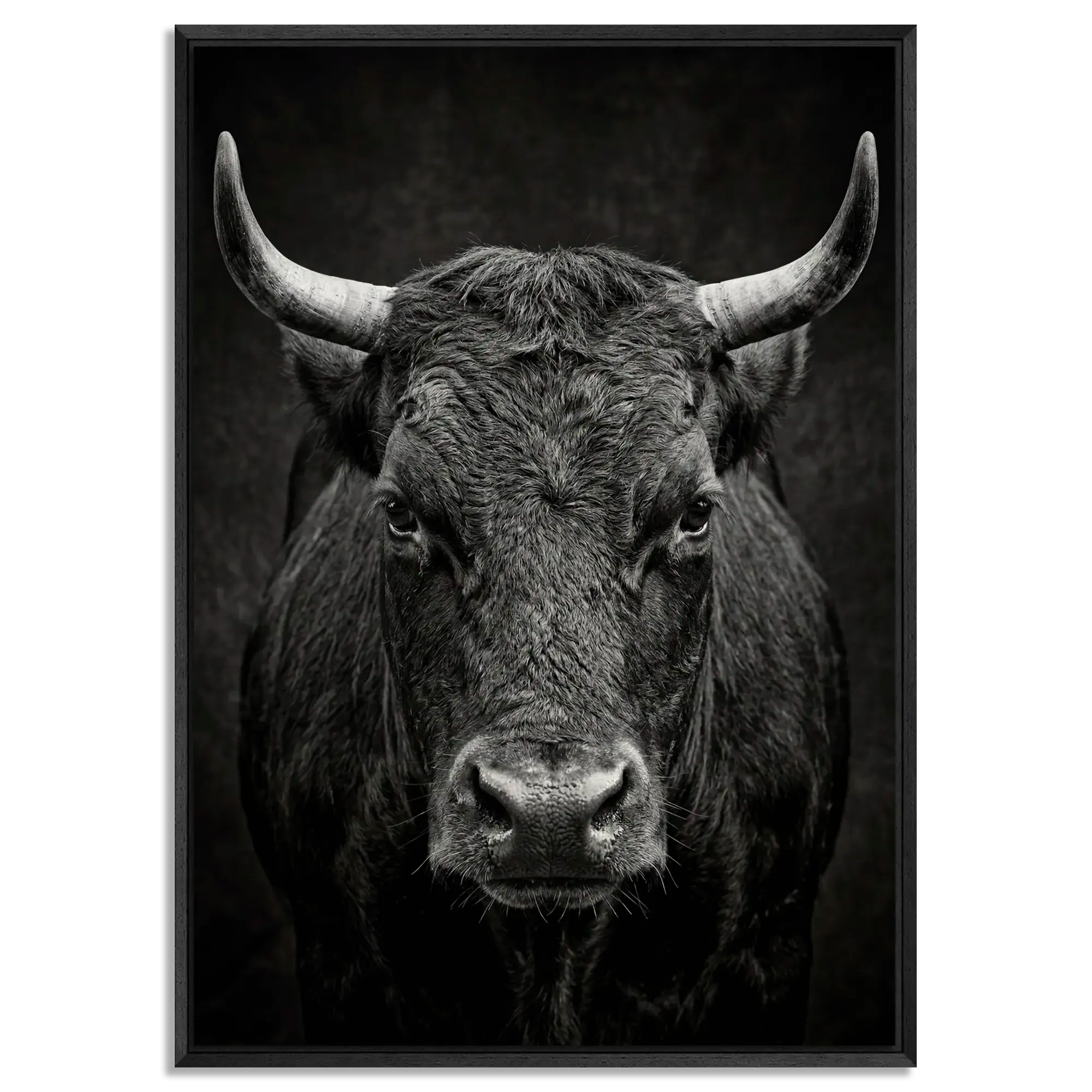Fury of an Hérens cow in black floater frame, showcasing Alpine Wall Art with raw power and fierce intensity.
