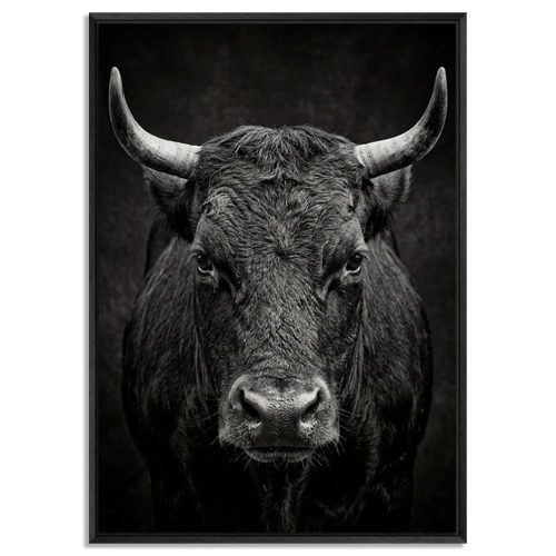 Fury of an Hérens cow in black floater frame, showcasing Alpine Wall Art with raw power and fierce intensity.