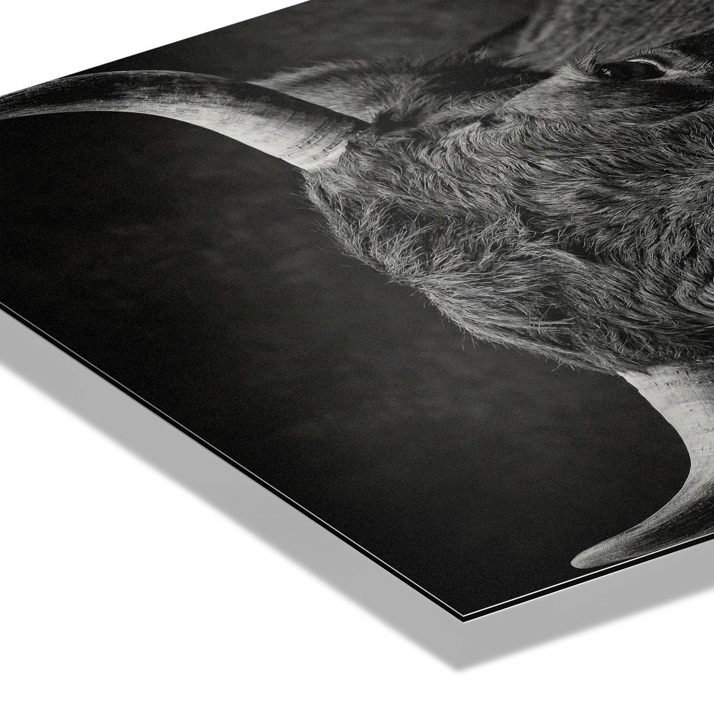Fury of an Hérens cow artwork detail showcasing broad horns and intense gaze on premium Alu-Dibond for Alpine Wall Art.