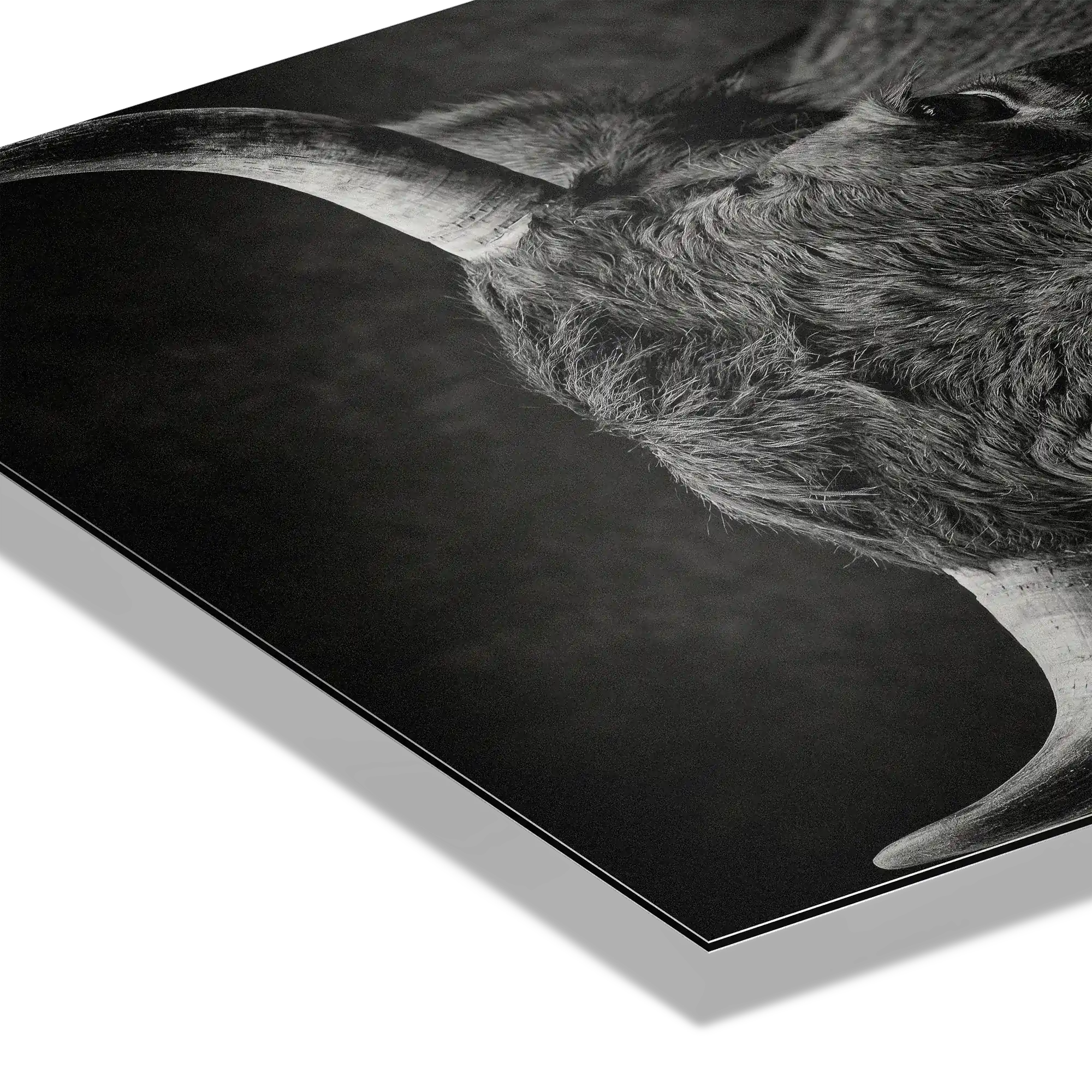 Fury of an Hérens cow artwork detail showcasing broad horns and intense gaze on premium Alu-Dibond for Alpine Wall Art.