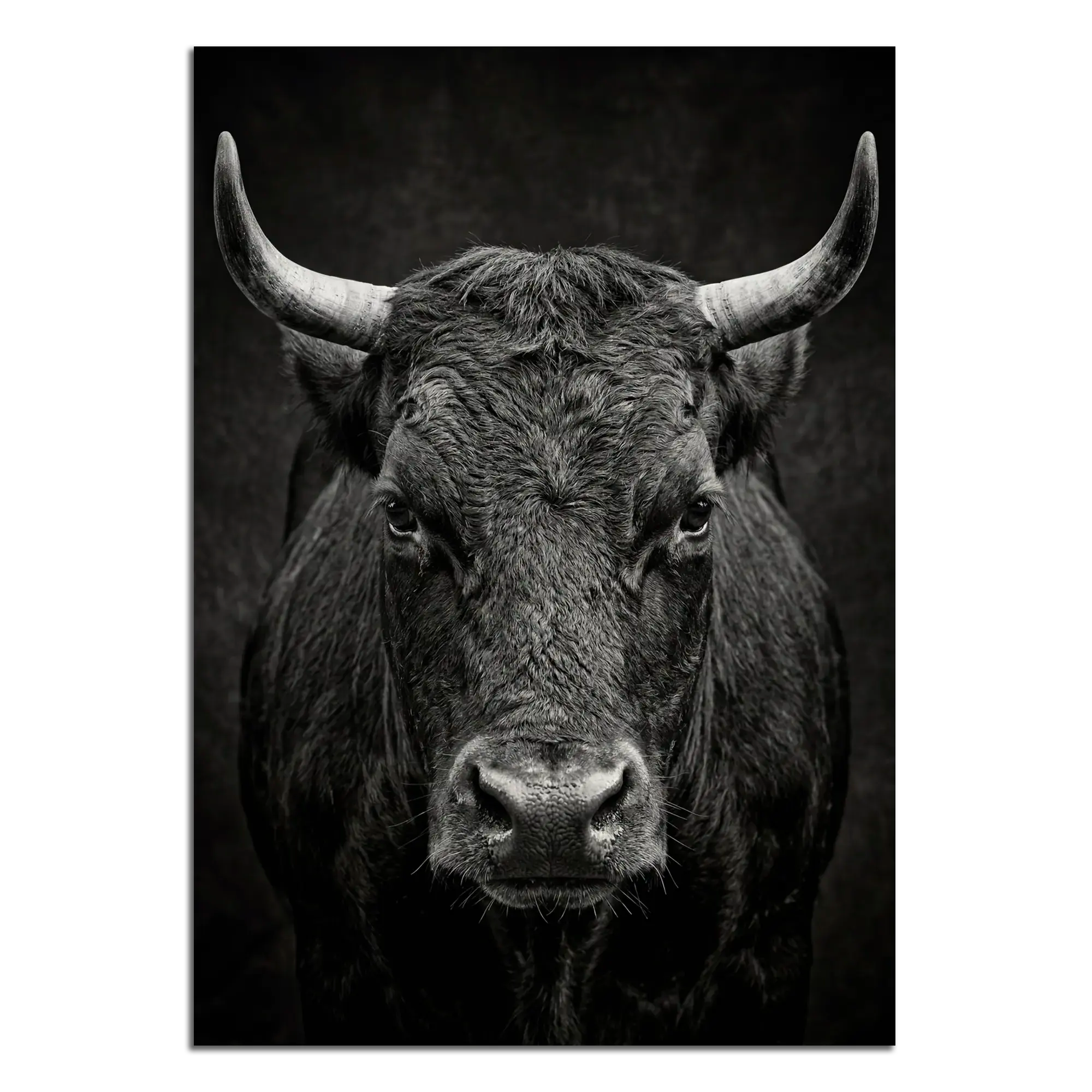 Fury of an Hérens cow depicted in stunning detail, highlighting its raw power as Alpine Wall Art.