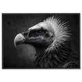 Gaze of a vulture - Alu-Dibond wall art featuring a striking monochrome portrait of a vulture.