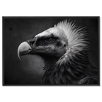 Gaze of a vulture - Alu-Dibond wall art featuring a striking monochrome portrait of a vulture.