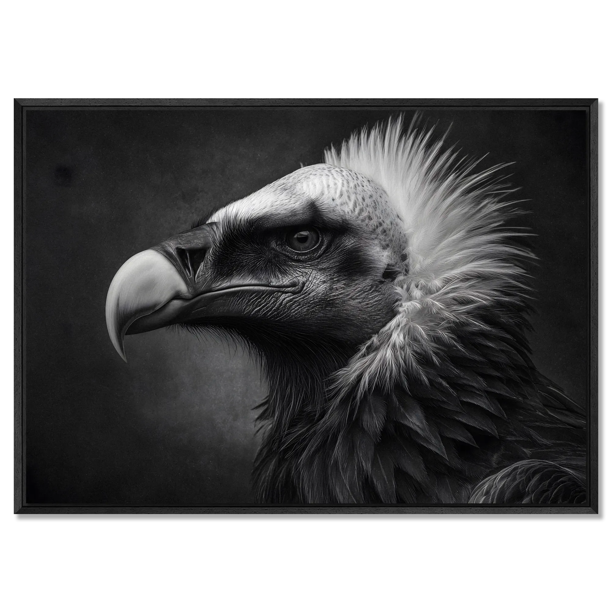 Gaze of a vulture - Alu-Dibond wall art featuring a striking monochrome portrait of a vulture.