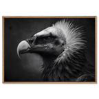 Gaze of a vulture - Alu-Dibond wall art featuring a striking vulture portrait in black and white.