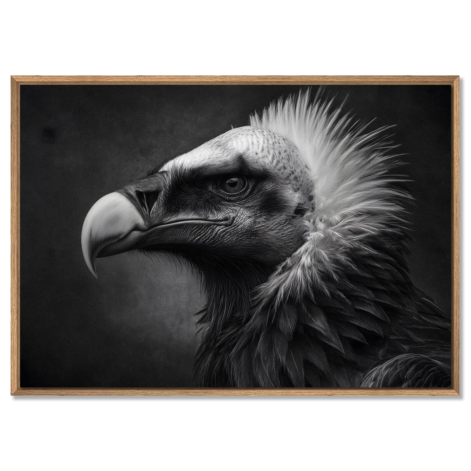 Gaze of a vulture - Alu-Dibond wall art featuring a striking vulture portrait in black and white.