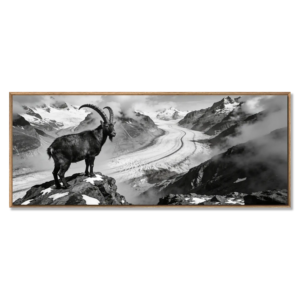 Steinbock über dem Aletschgletscher