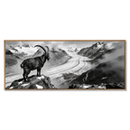 Steinbock über dem Aletschgletscher