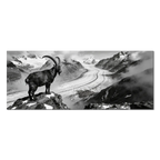 Steinbock über dem Aletschgletscher