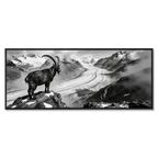 Steinbock über dem Aletschgletscher