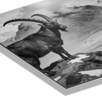 Steinbock über dem Aletschgletscher