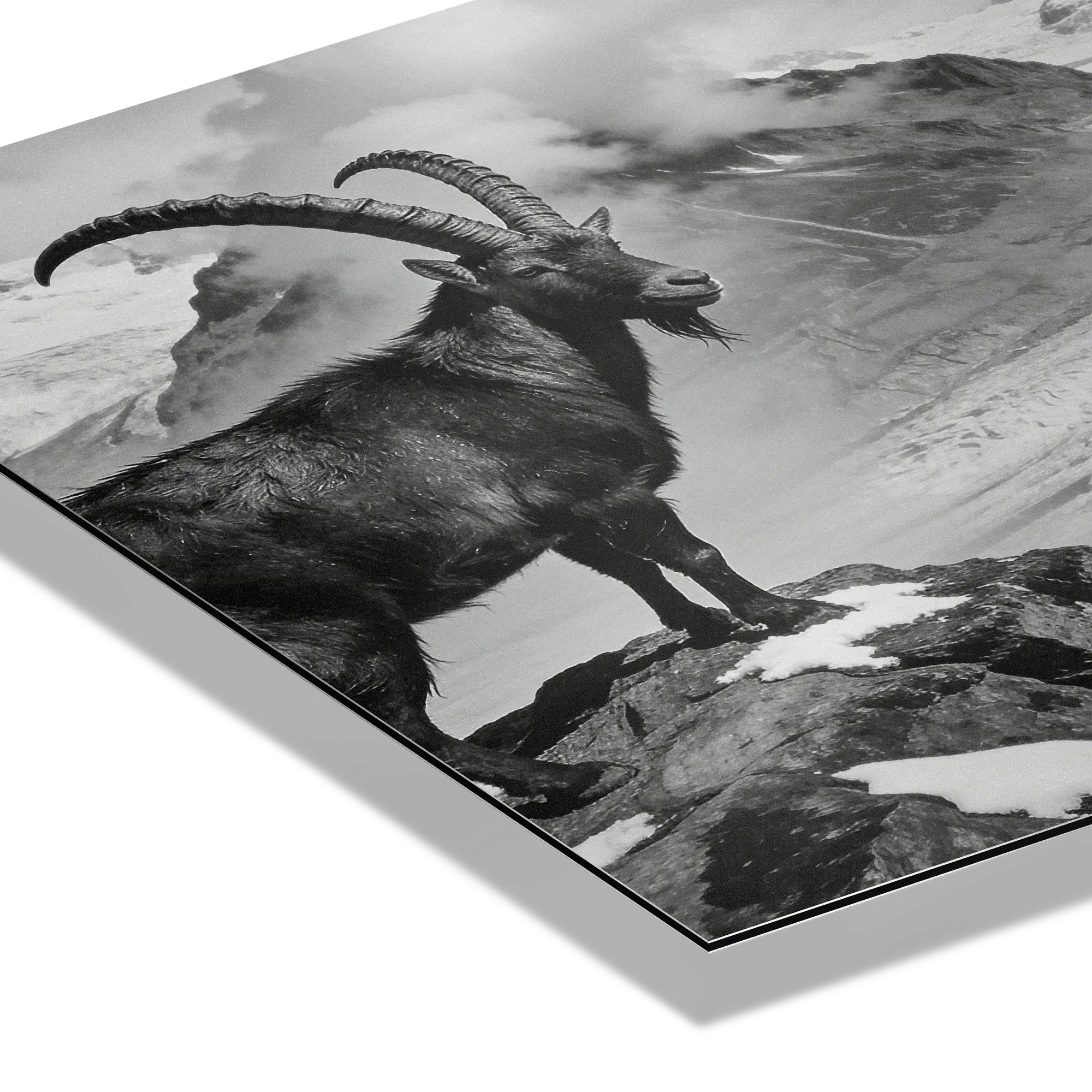 Steinbock über dem Aletschgletscher