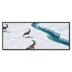 Ibex Along the Glacier Stream