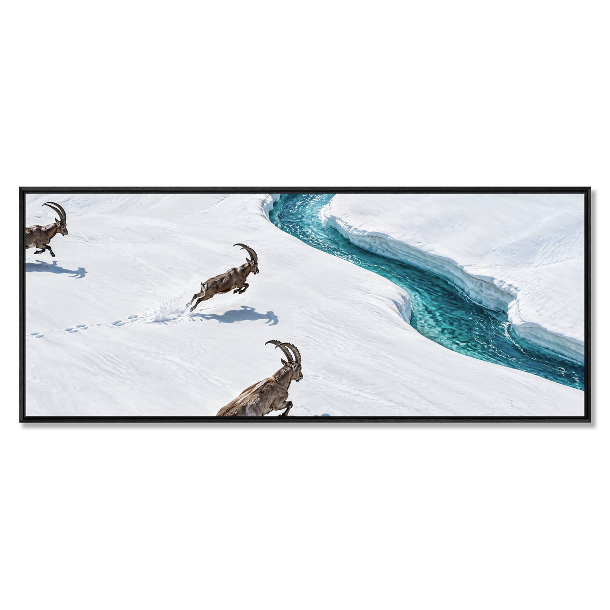 Ibex Along the Glacier Stream
