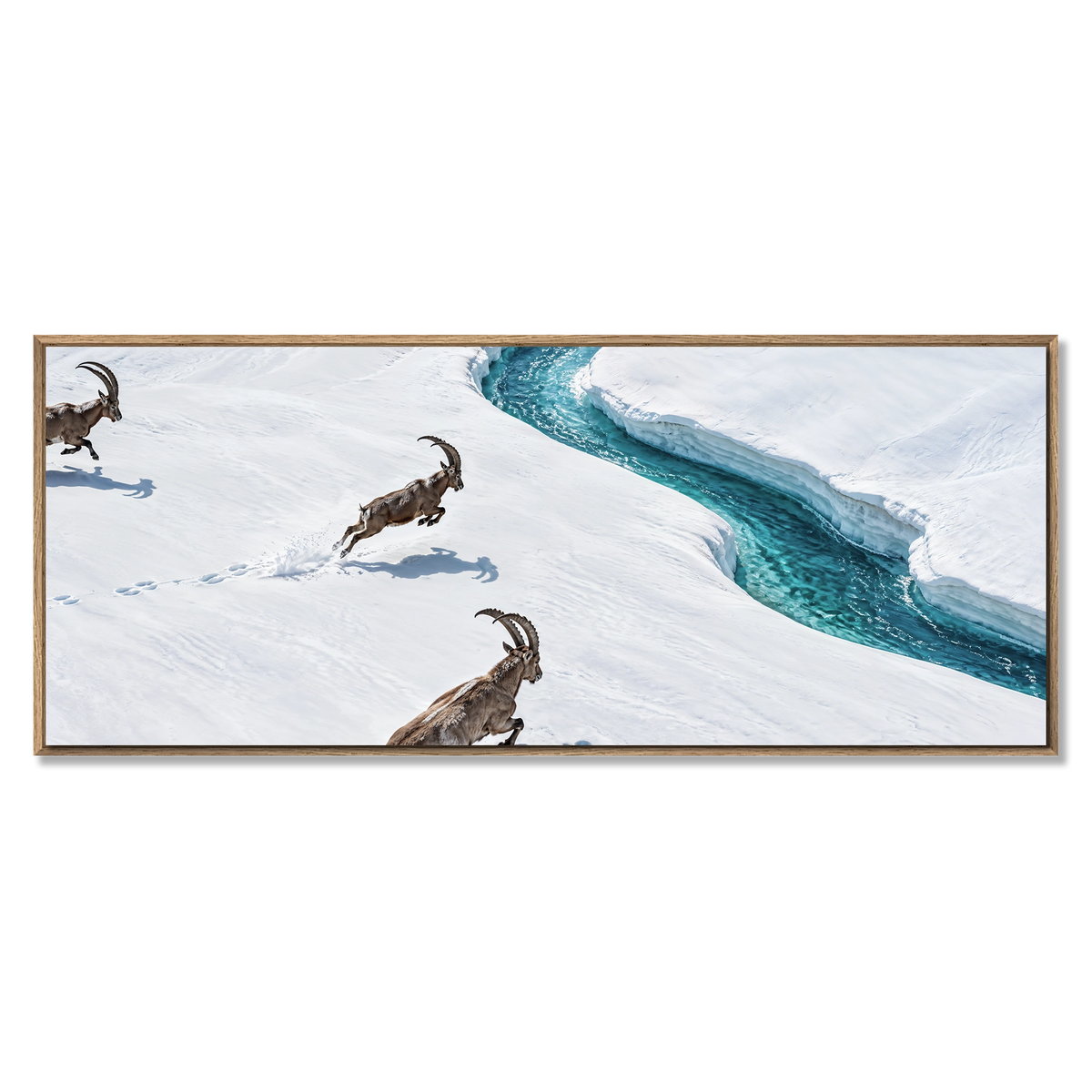Ibex Along the Glacier Stream