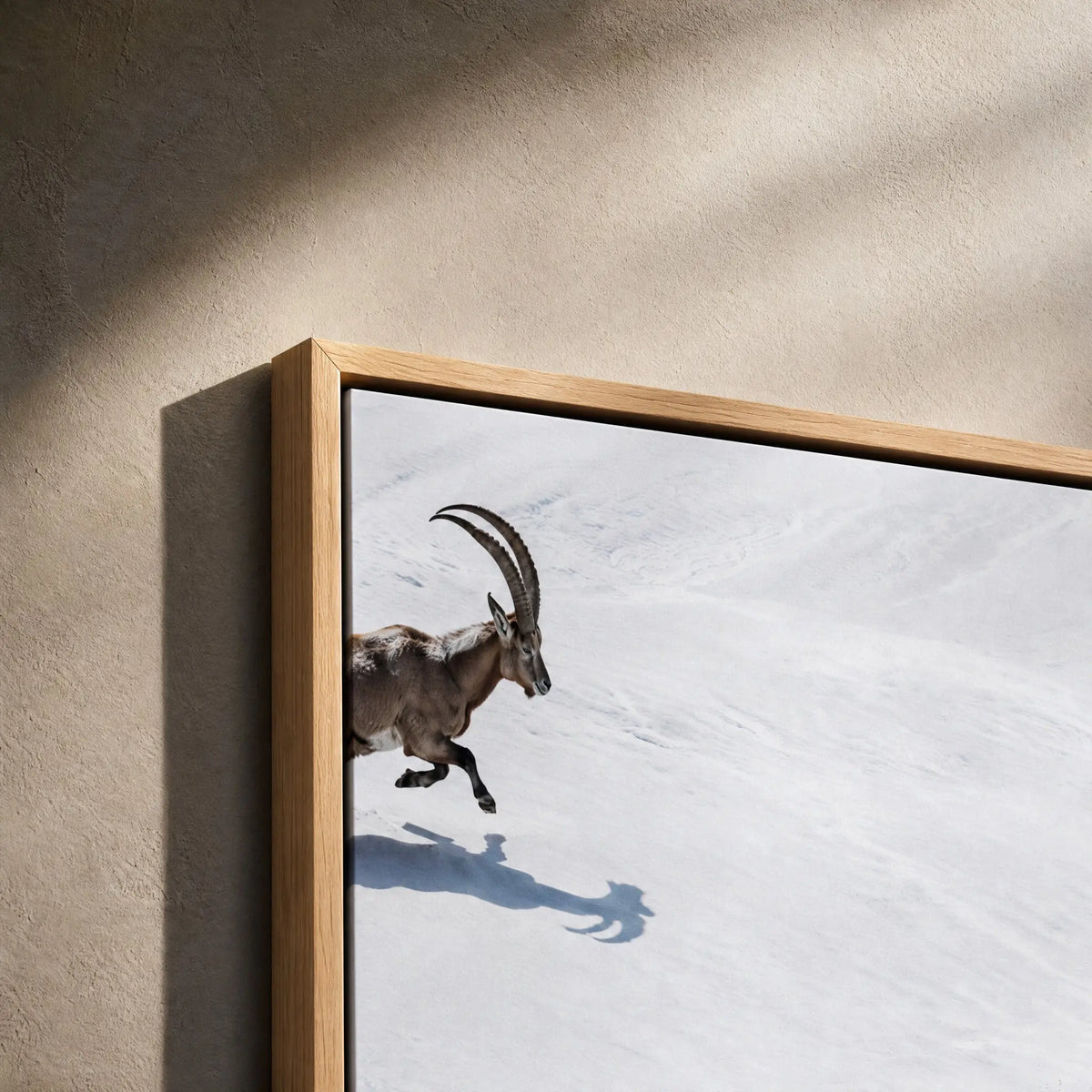 Ibex Along the Glacier Stream