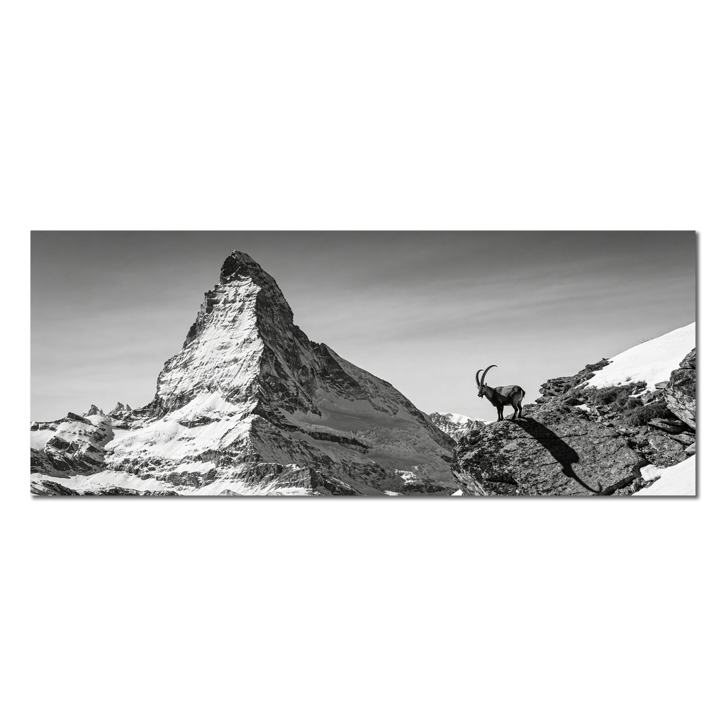 Ibex Before the Matterhorn – Alu-Dibond wall art featuring an ibex and the Matterhorn in breathtaking alpine scenery.