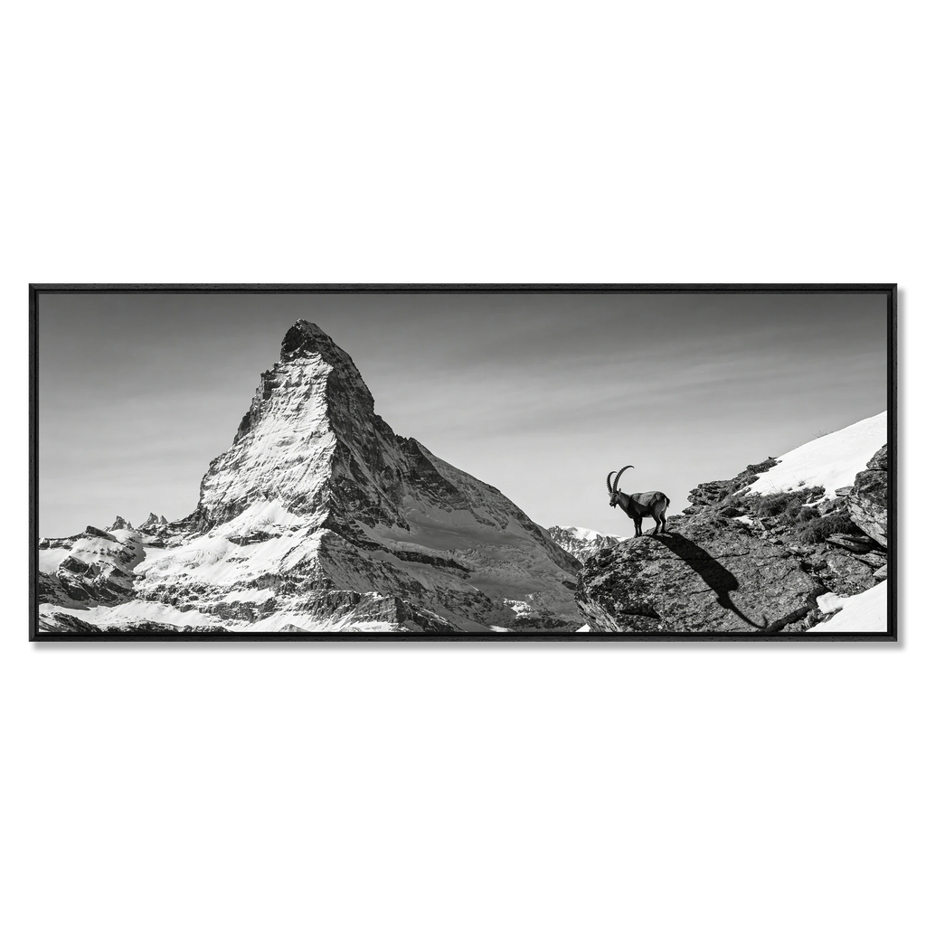 Ibex Before the Matterhorn – Alu-Dibond wall art featuring an alpine ibex and the Matterhorn.