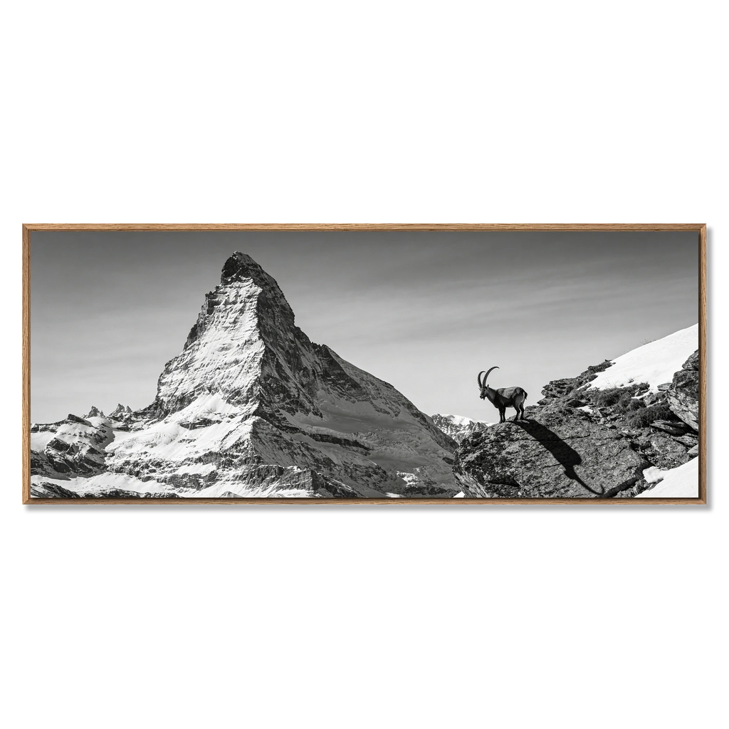 Ibex Before the Matterhorn – Alu-Dibond wall art featuring an alpine ibex and the iconic Matterhorn mountain.