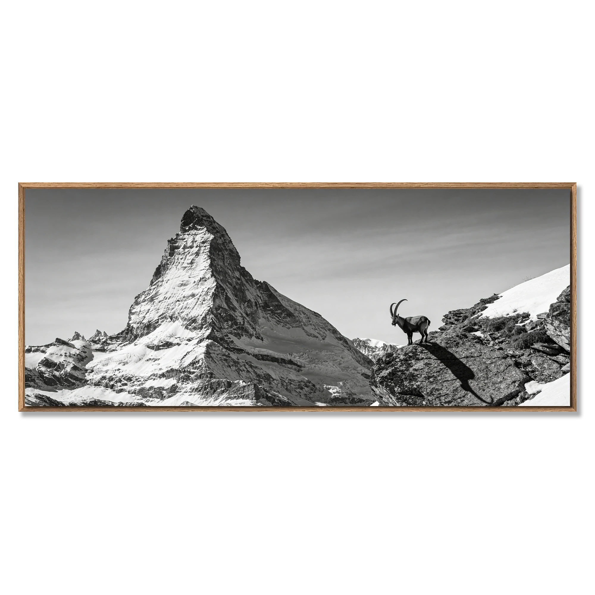 Ibex Before the Matterhorn – Alu-Dibond wall art featuring an alpine ibex and the iconic Matterhorn mountain.