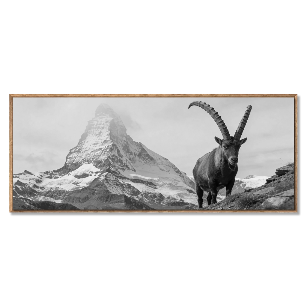 Ibex Foreground, Matterhorn – Alu-Dibond wall art featuring an alpine ibex and the Matterhorn.