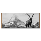 Ibex Foreground, Matterhorn – Alu-Dibond wall art featuring an alpine ibex and the Matterhorn.