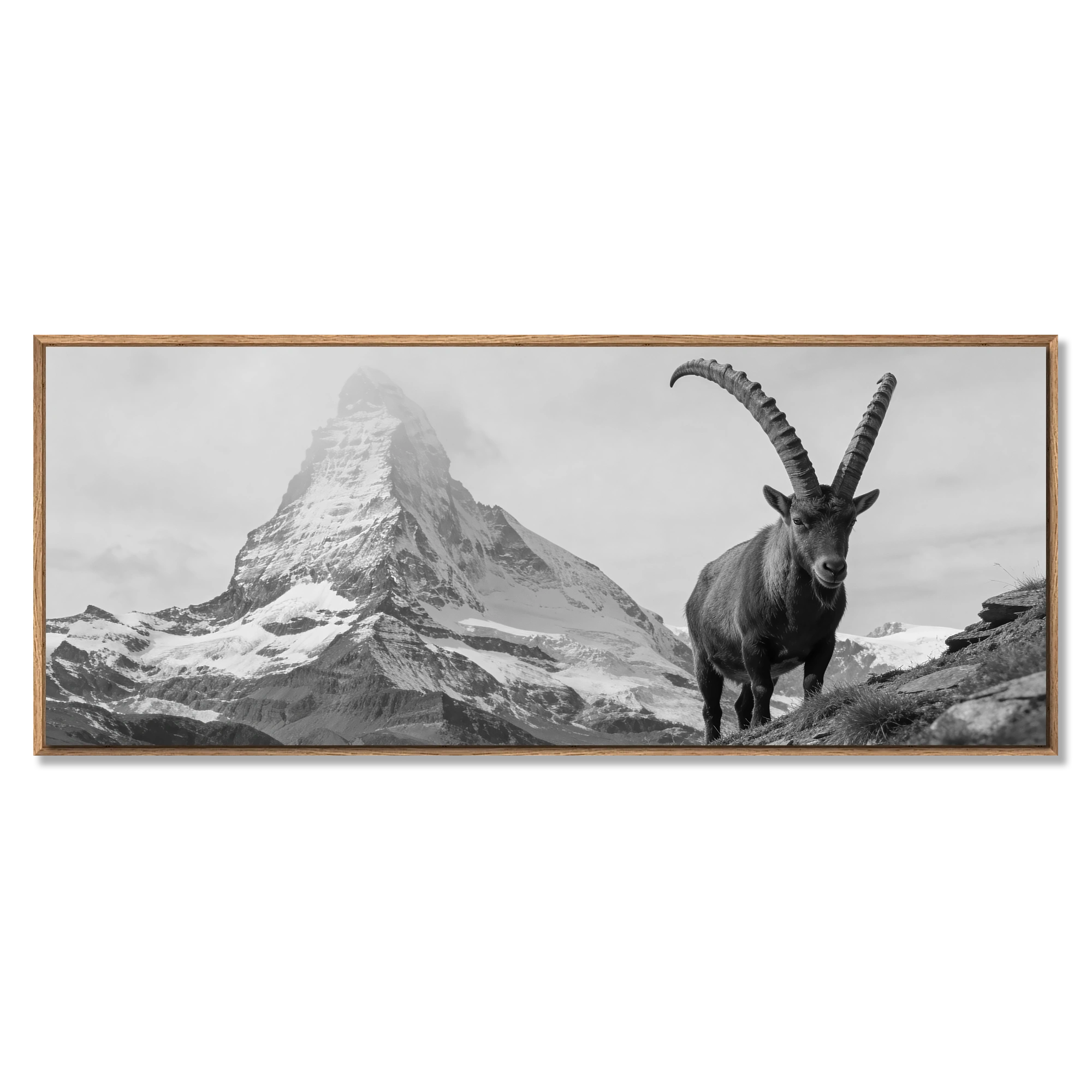 Ibex Foreground, Matterhorn – Alu-Dibond wall art featuring an alpine ibex and the Matterhorn.