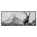 Ibex Foreground, Matterhorn – Alu-Dibond wall art featuring an alpine ibex and the Matterhorn in the background.