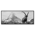 Ibex Foreground, Matterhorn – Alu-Dibond wall art featuring an alpine ibex and the Matterhorn in the background.