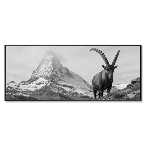 Ibex Foreground, Matterhorn – Alu-Dibond wall art featuring an alpine ibex and the Matterhorn in the background.