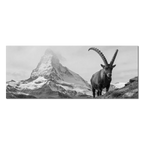 Ibex Foreground, Matterhorn – Alu-Dibond wall art featuring an alpine ibex in front of the Matterhorn.