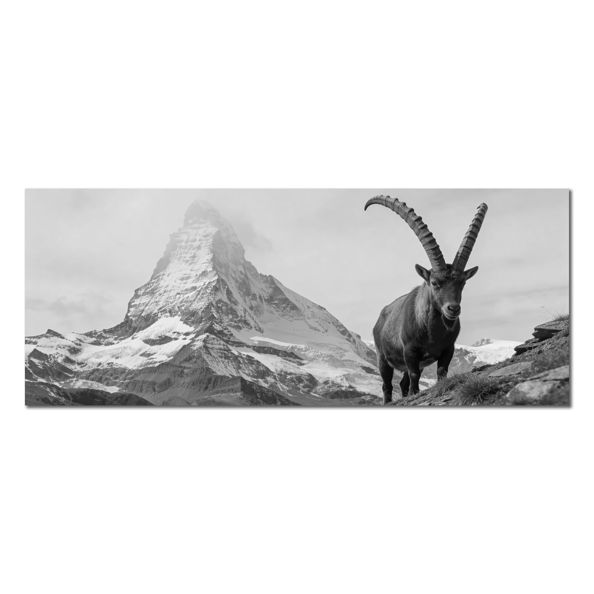 Ibex Foreground, Matterhorn – Alu-Dibond wall art featuring an alpine ibex in front of the Matterhorn.