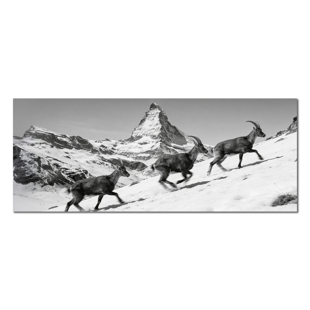 Ibex and the Matterhorn – Alu-Dibond wall art featuring ibex traversing snowy slopes beneath the Matterhorn.
