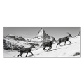 Ibex and the Matterhorn – Alu-Dibond wall art featuring ibex traversing snowy slopes beneath the Matterhorn.