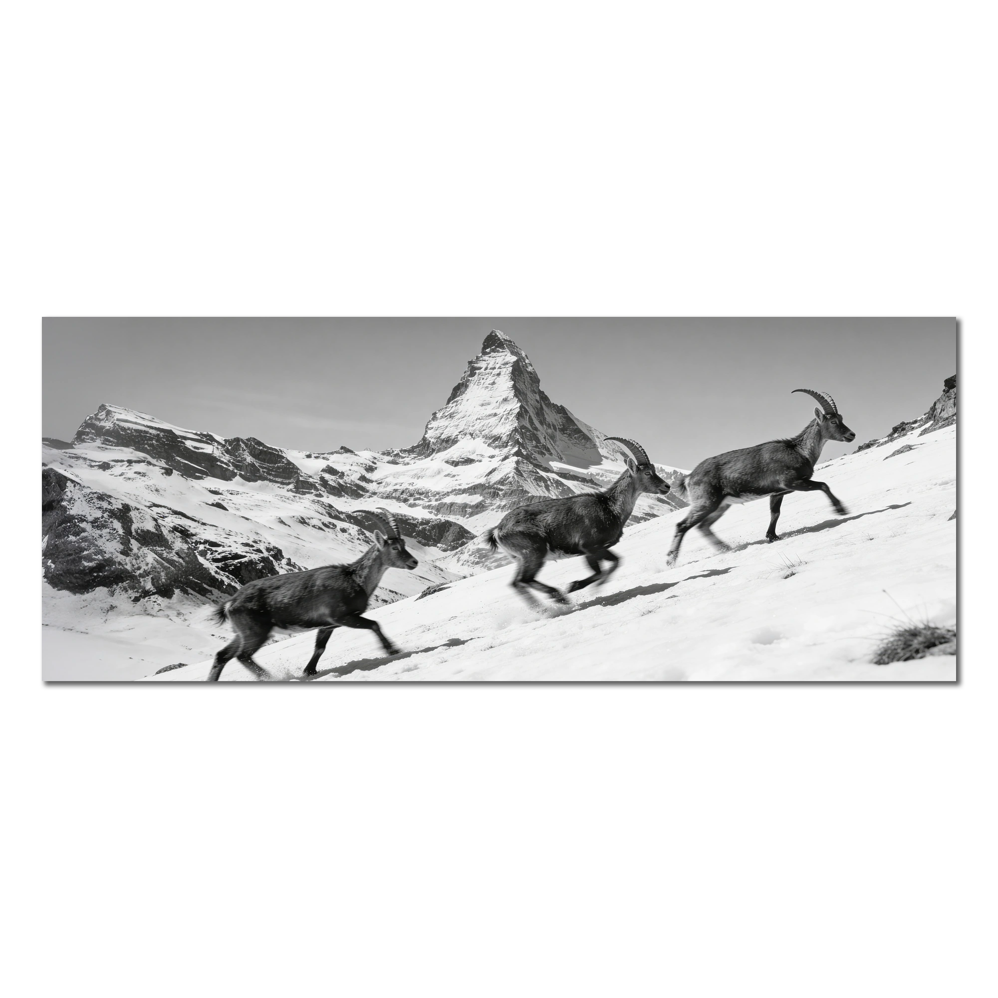 Ibex and the Matterhorn – Alu-Dibond wall art featuring ibex traversing snowy slopes beneath the Matterhorn.