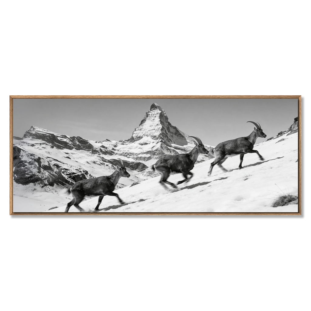Ibex and the Matterhorn – Alu-Dibond wall art depicting alpine ibex on a snowy slope with the Matterhorn.
