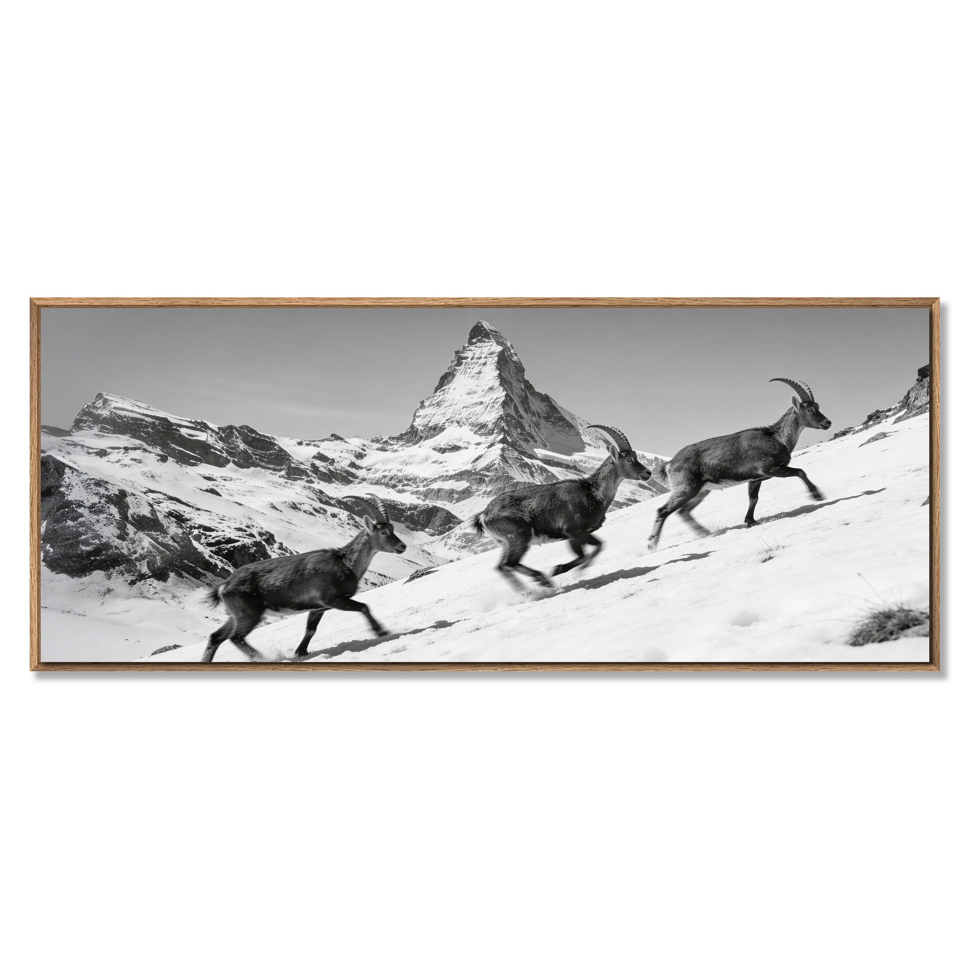 Ibex and the Matterhorn – Alu-Dibond wall art depicting alpine ibex on a snowy slope with the Matterhorn.