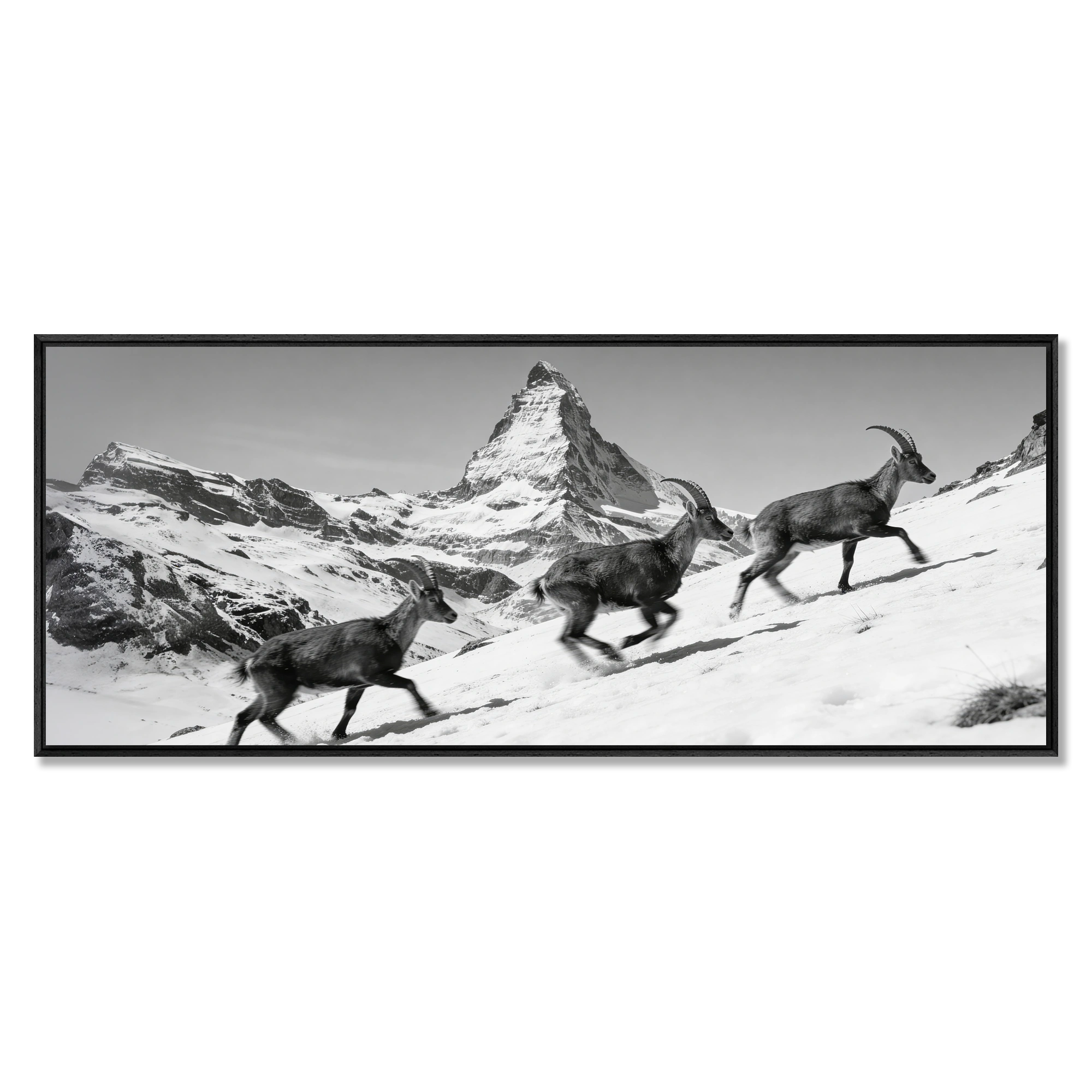 Ibex and the Matterhorn – Alu-Dibond wall art featuring ibex on snowy slope with Matterhorn peak.