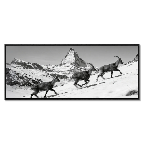 Ibex and the Matterhorn – Alu-Dibond wall art featuring ibex on snowy slope with Matterhorn peak.