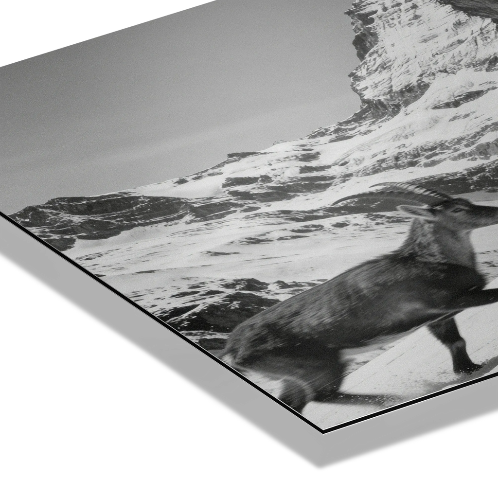 Ibex and the Matterhorn – Alu-Dibond wall art featuring an alpine ibex moving across a snowy slope.