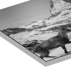 Ibex and the Matterhorn – Alu-Dibond wall art featuring an alpine ibex moving across a snowy slope.