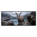 Ibex of Oeschinen