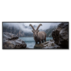 Ibex of Oeschinen