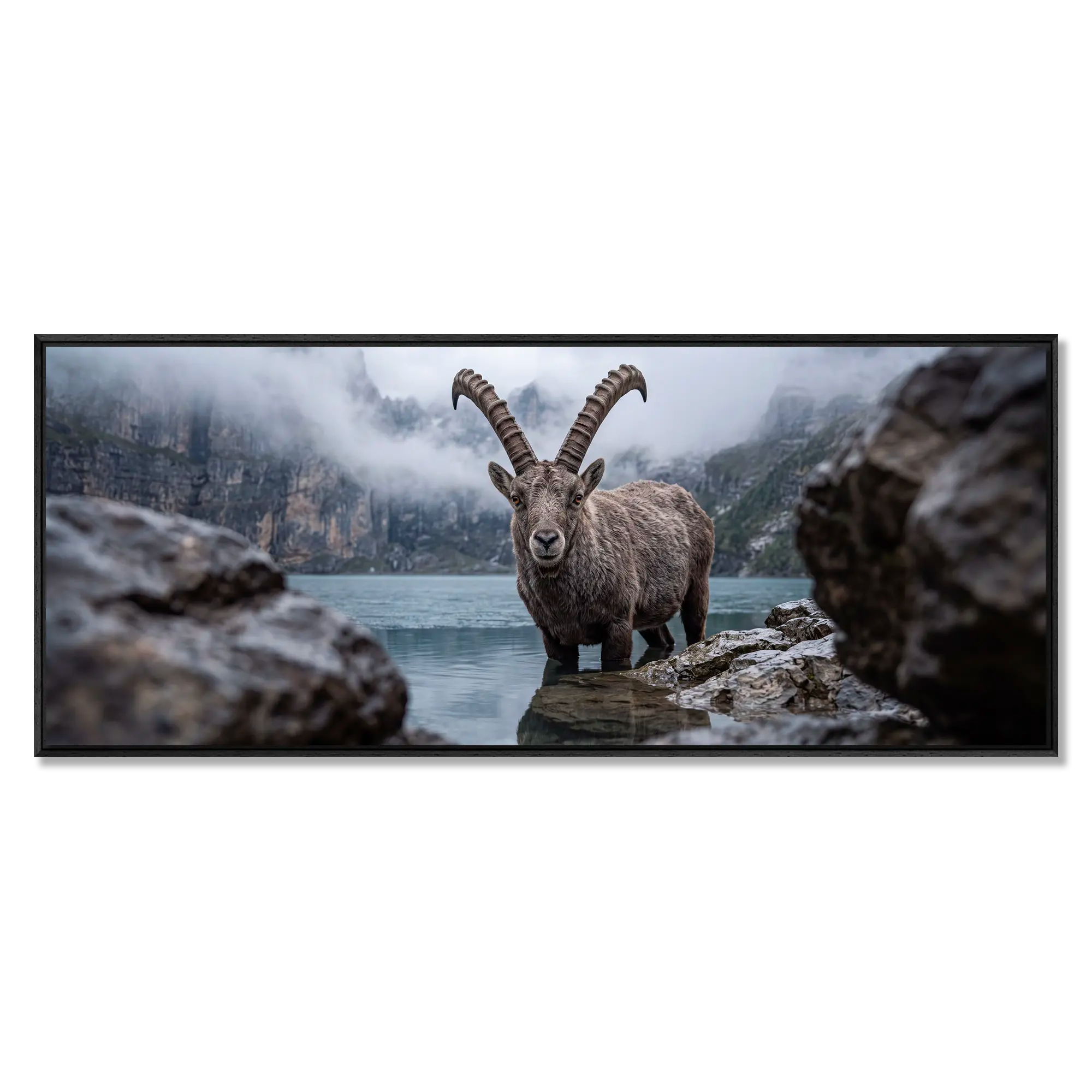Ibex of Oeschinen