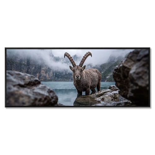 Ibex of Oeschinen large alpine wall art XXL featuring an alpine ibex in a misty mountain lake with a floater frame.